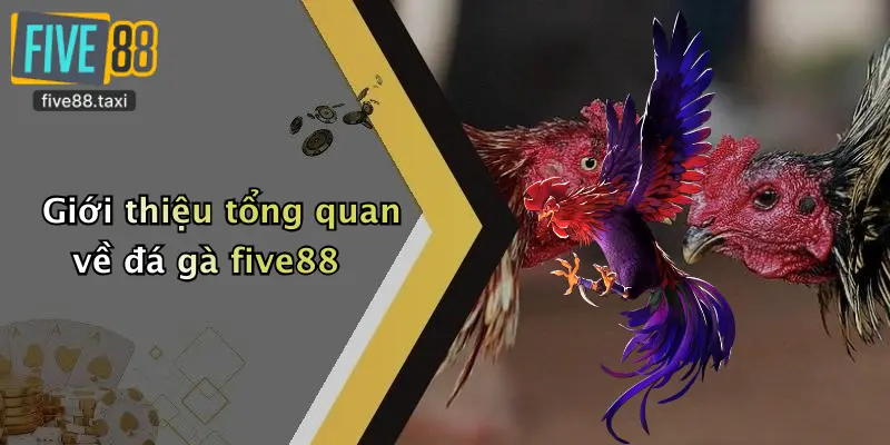 Giới thiệu tổng quan về đá gà five88